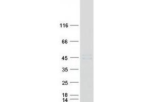 Validation with Western Blot (Cathepsin L Protein (Transcript Variant 2) (Myc-DYKDDDDK Tag))