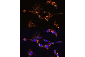 Immunofluorescence analysis of NIH/3T3 cells using PDE12 Rabbit pAb (ABIN7269299) at dilution of 1:100. (PDE12 Antikörper  (AA 17-300))