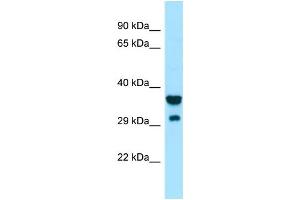 Western Blotting (WB) image for anti-Signal-Regulatory Protein gamma (SIRPG) (Middle Region) antibody (ABIN2790197) (SIRPG Antikörper  (Middle Region))