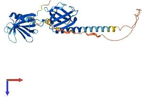 DOK5 Protein (AA 1-306) (His tag)