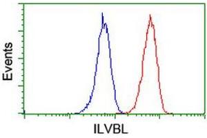 Image no. 2 for anti-IlvB (Bacterial Acetolactate Synthase)-Like (ILVBL) antibody (ABIN1498878) (ILVBL Antikörper)