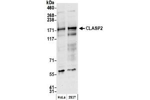 anti-Cytoplasmic Linker Associated Protein 2 (CLASP2) (AA 1025-1075) antibody
