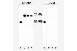 Western Blotting (WB) image for anti-T-Bet antibody (ABIN967673) (T-Bet Antikörper)