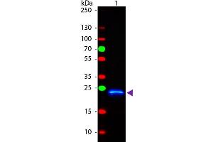 Western Blot of Rabbit anti-GST Fluorescein Conjugated Antibody.