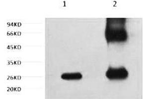 1) control, 2) IP products, antibody dilution 1:200.