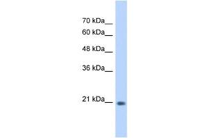 GINS2 antibody used at 0. (GINS2 Antikörper)