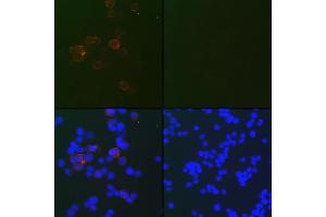 Immunofluorescence analysis of 293T-N and 293T cells using SARS-CoV-2 Nucleoprotein antibody (ABIN7269048) at dilution of 1:100. (Nucleoprotein Antikörper)