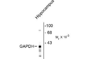 Western blot of rat hippocampal lysate showing the immunolabeling of ~38k GAPDH protein. (GAPDHS Antikörper)