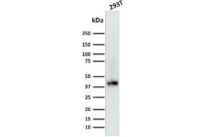Western Blot Analysis of Human 293T cell lysate using BMI1-Monospecific Mouse Monoclonal Antibody (BMI1/2689). (BMI1 Antikörper  (AA 142-326))