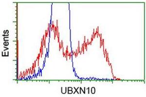 HEK293T cells transfected with either RC208225 overexpress plasmid (Red) or empty vector control plasmid (Blue) were immunostained by anti-UBXN10 antibody (ABIN2453762), and then analyzed by flow cytometry. (UBXN10 Antikörper)