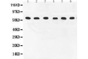 Anti-COX1 Picoband antibody, All lanes: Anti-COX1 at 0. (PTGS1 Antikörper  (AA 318-599))