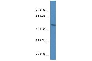 PDIA6 antibody used at 1 ug/ml to detect target protein. (PDIA6 Antikörper  (N-Term))