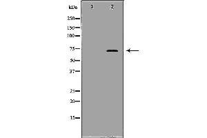 Western blot analysis of LoVo cell lysate, using SLAMF1 Antibody. (SLAMF1 Antikörper  (C-Term))