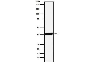 Western blot analysis of CRKII expression in K562 cell lysate. (Rekombinanter Crk Antikörper)