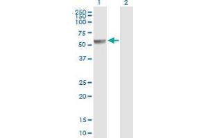 Western Blot analysis of PPP2R5A expression in transfected 293T cell line by PPP2R5A MaxPab polyclonal antibody.