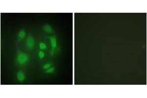 Immunofluorescence (IF) image for anti-Synaptotagmin Binding, Cytoplasmic RNA Interacting Protein (SYNCRIP) (AA 236-285) antibody (ABIN1533522)