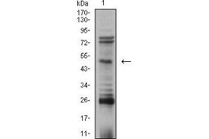 Western blot analysis using TFAP2B mouse mAb against SK-N-SH (1) cell lysate.