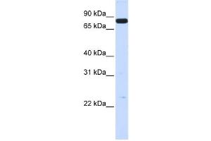 Western Blotting (WB) image for anti-Hepatocyte Growth Factor (Hepapoietin A, Scatter Factor) (HGF) antibody (ABIN2458833) (HGF Antikörper)