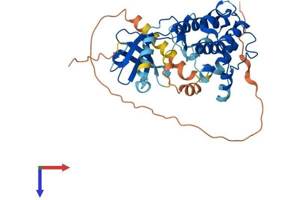 CAMK1D Protein (AA 1-385) (His tag)