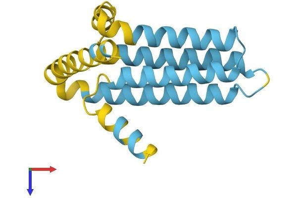 SFT2D1 Protein (AA 1-159) (His tag)