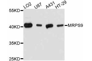 Western blot analysis of extracts of various cell lines, using MRPS9 antibody (ABIN5998262) at 1:3000 dilution. (MRPS9 Antikörper)