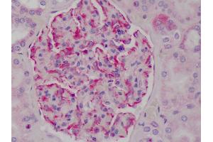 Anti-IKB Alpha antibody IHC of human kidney. (NFKBIA Antikörper  (C-Term))