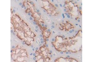 Used in DAB staining on fromalin fixed paraffin- embedded kidney tissue (DPEP2 Antikörper  (AA 303-486))