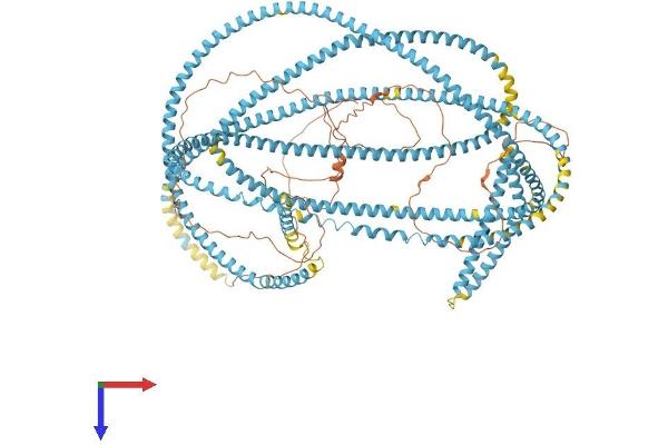 SFI1 Protein (AA 1-1242) (His tag)