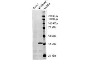 Western Blotting (WB) image for anti-Isocitrate Dehydrogenase 1 (NADP+), Soluble (IDH1) (AA 281-295) antibody (ABIN793359) (IDH1 Antikörper  (AA 281-295))