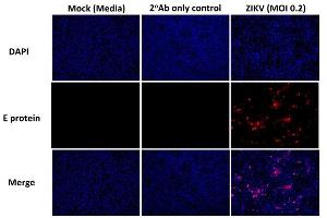 Detection of Zika virus by immunofluorescence using   Immunofluorescence images of Vero cells infected with ZIKV after 30h infection as well as controls. (Rekombinanter Flavivirus Group Antigen Antikörper)