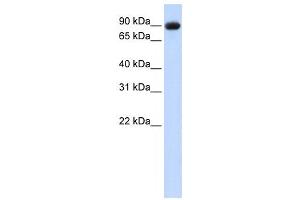 Western Blotting (WB) image for anti-Periostin (POSTN) antibody (ABIN2458592) (Periostin Antikörper)