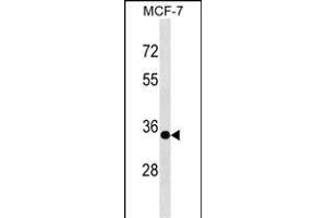 EPSTI1 Antibody (N-term) (ABIN1539055 and ABIN2849126) western blot analysis in MCF-7 cell line lysates (35 μg/lane). (EPSTI1 Antikörper  (N-Term))