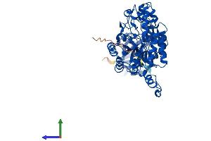 Protein Structure (PS) image for Dihydropyrimidinase (DPYS) (AA 1-519) protein (His tag) (ABIN7561398)