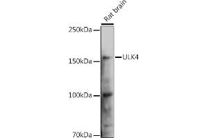 Western blot analysis of extracts of Rat brain, using ULK4 Rabbit pAb (ABIN6132771, ABIN6149925, ABIN6149926 and ABIN6223359) at 1:1000 dilution. (ULK4 Antikörper  (AA 1-290))