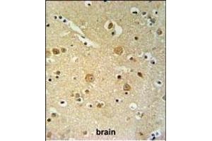 PKHH2 Antibody (C-term) (ABIN653730 and ABIN2843037) IHC analysis in formalin fixed and paraffin embedded brain tissue followed by peroxidase conjugation of the secondary antibody and DAB staining. (PLEKHH2 Antikörper  (C-Term))