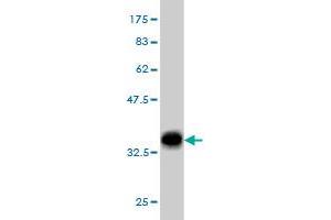 Western Blot detection against Immunogen (32. (EHD2 Antikörper  (AA 365-427))
