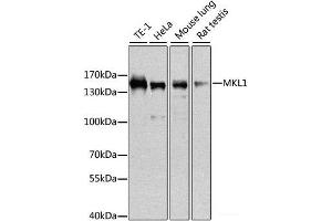 Western blot analysis of extracts of various cell lines using MKL1 Polyclonal Antibody at dilution of 1:1000.