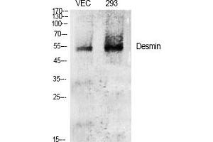 Western Blot analysis of various cells using Desmin Polyclonal Antibody diluted at 1:2000.