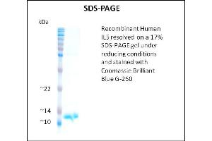 SDS-PAGE (SDS) image for Interleukin 5 (IL5) (Active) protein (ABIN5509847) (IL-5 Protein)