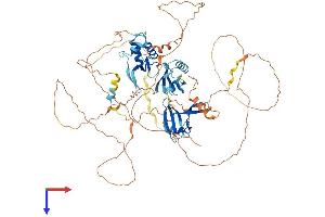 DVL2 Protein (AA 1-736) (His tag)