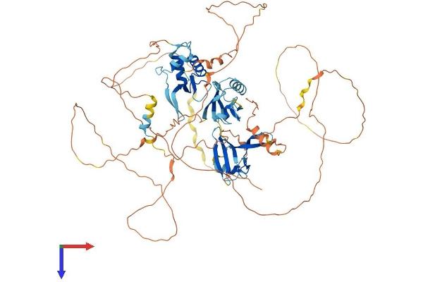 DVL2 Protein (AA 1-736) (His tag)
