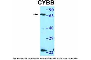 WB Suggested Anti-CYBB Antibody Titration: 1. (CYBB Antikörper  (C-Term))