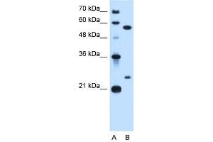 LOC728331 antibody used at 0. (LOC728331 Antikörper  (N-Term))