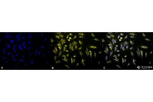 Immunocytochemistry/Immunofluorescence analysis using Rabbit Anti-KDEL Polyclonal Antibody . (KDEL Antikörper  (FITC))