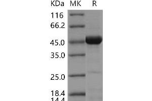 Western Blotting (WB) image for Cell Division Cycle 37 Homolog (S. Cerevisiae) (CDC37) protein (ABIN7195023)