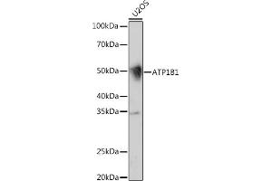 Western blot analysis of extracts of U2OS cells, using B1 Rabbit mAb (ABIN7265772) at 1:1000 dilution. (ATP1B1 Antikörper)