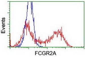 Image no. 5 for anti-Fc gamma RII (CD32) antibody (ABIN1497257) (Fc gamma RII (CD32) Antikörper)