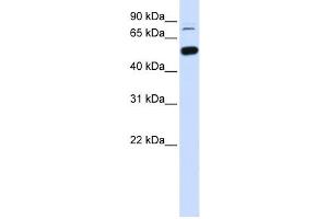 Western Blotting (WB) image for anti-SWI/SNF Related, Matrix Associated, Actin Dependent Regulator of Chromatin, Subfamily D, Member 1 (SMARCD1) antibody (ABIN2460036) (SMARCD1 Antikörper)