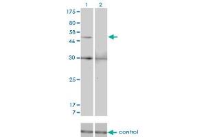 Western blot analysis of MMP13 over-expressed 293 cell line, cotransfected with MMP13 Validated Chimera RNAi (Lane 2) or non-transfected control (Lane 1).
