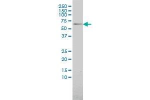 MAP3K7IP1 monoclonal antibody (M01), clone 2G9 Western Blot analysis of MAP3K7IP1 expression in 293 . (TAB1 Antikörper  (AA 1-504))